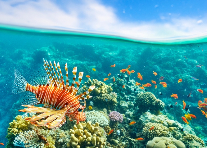 Especialistas en Egipto