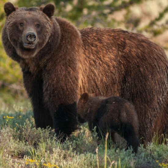 Viaje a Canada. Grizzly Bear