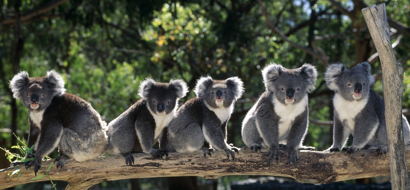 Australia: Extensión a Isla Canguro