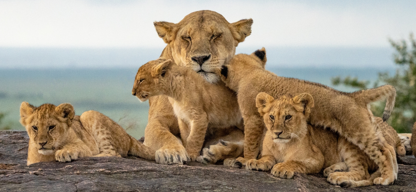 Safari en Kenia en privado