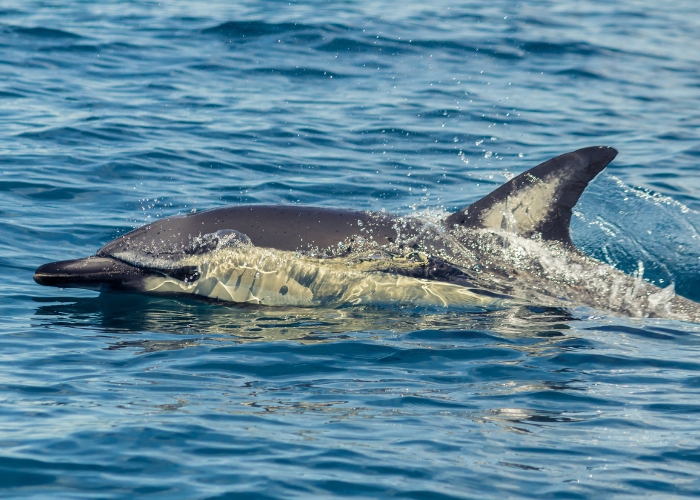 especialistas-en-nueva-zelanda
