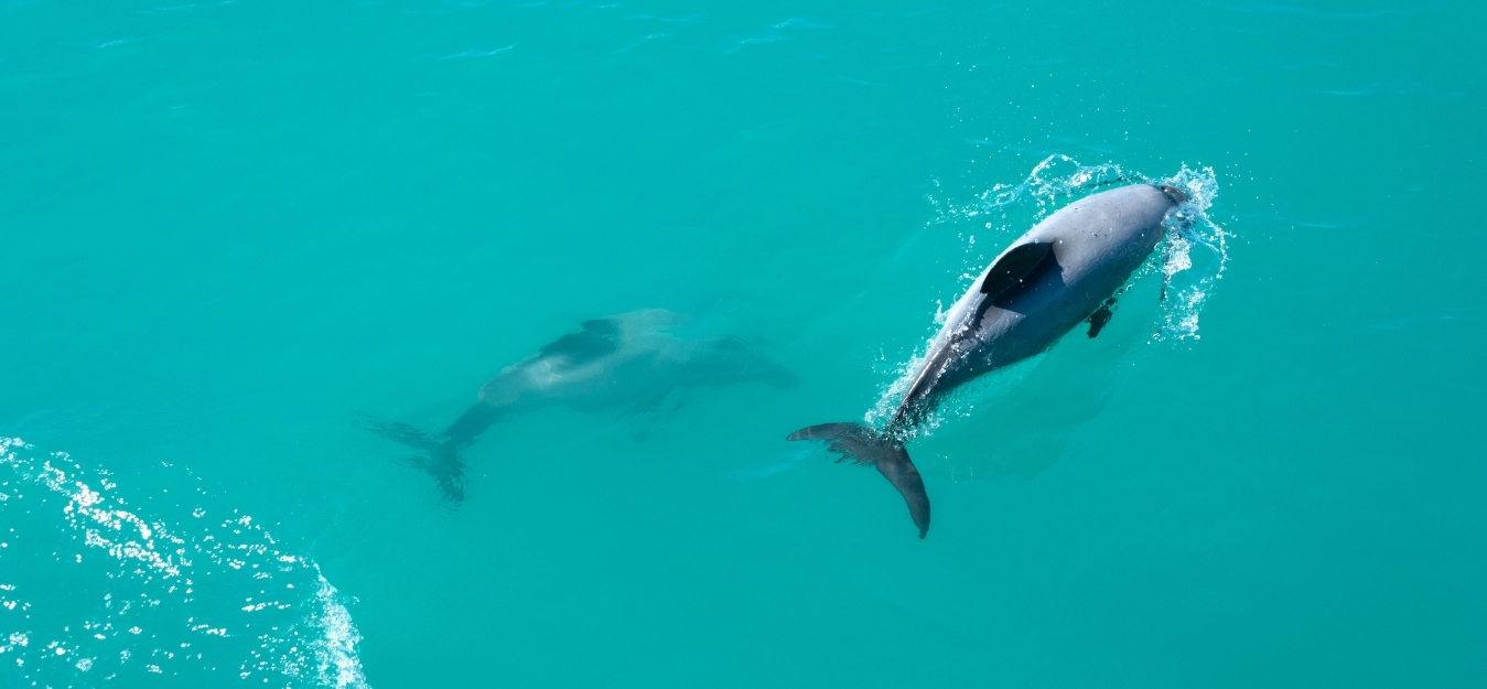 especialistas-en-nueva-zelanda